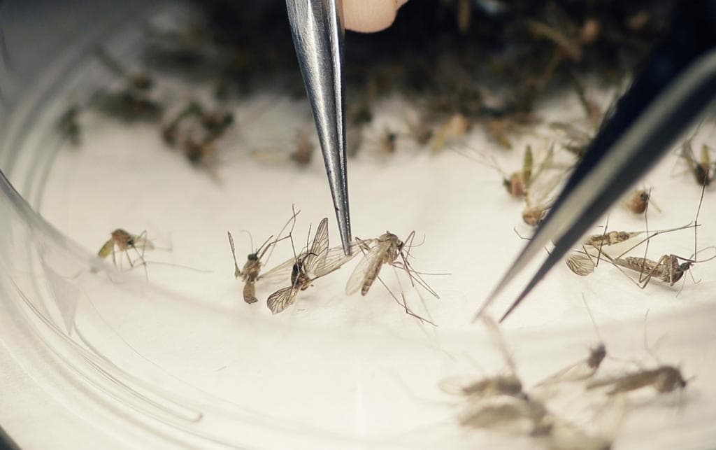 Chikungunya foi a doença transmitida pelo Aedes que mais matou em 2017 no país