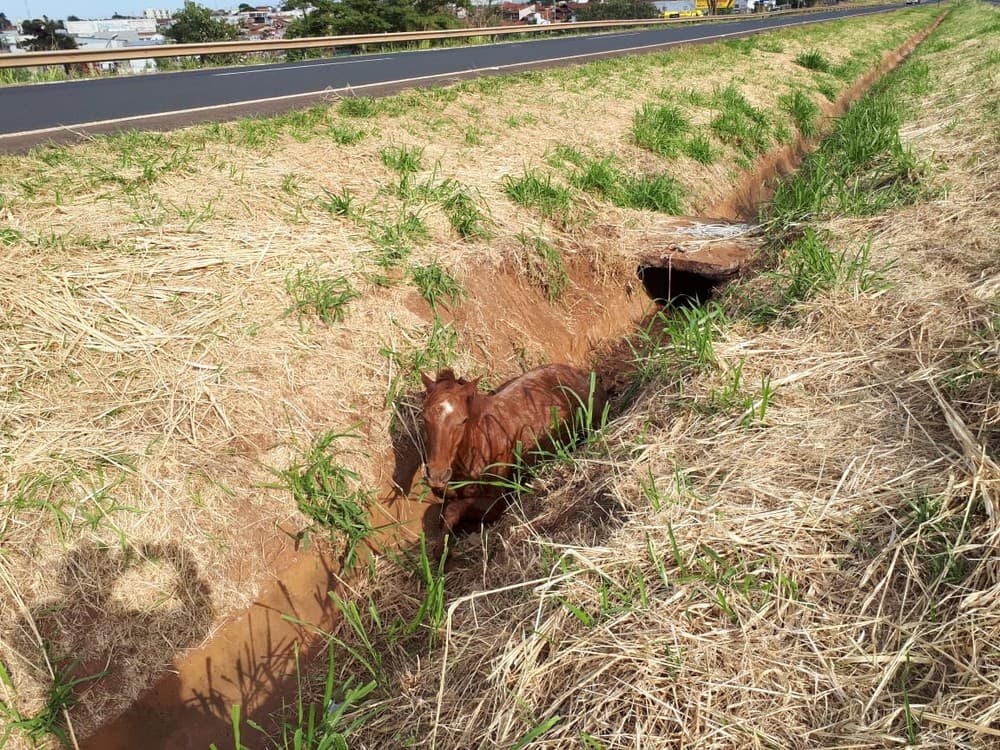 Cavalo fratura as patas após ser atropelado por van em rodovia de Jales