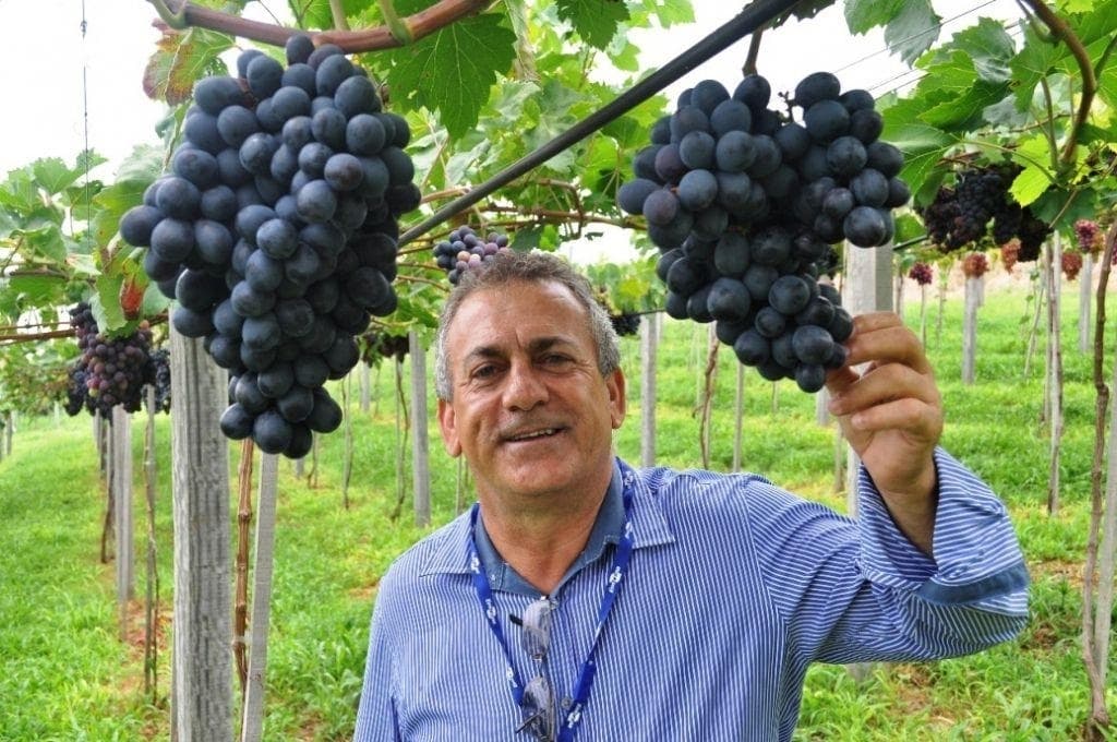 Palestra sobre variedades de uvas e manejo de cultivo será realizada no Sindicato Rural de Jales