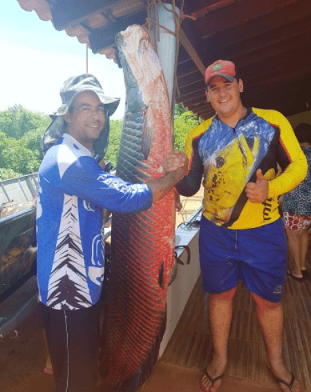 Pirarucus gigantes continuam sendo fisgados em rios da região