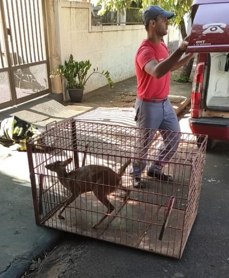 Filhote de veado é capturado de dentro de quarto em Palmeira d'Oeste