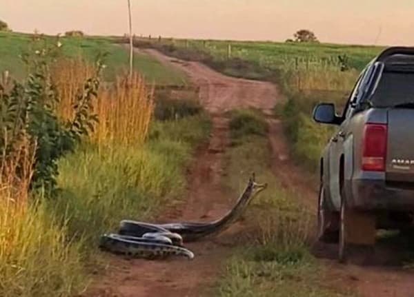 Família flagra cobra de 7 metros tentando dar o bote em caminhonete