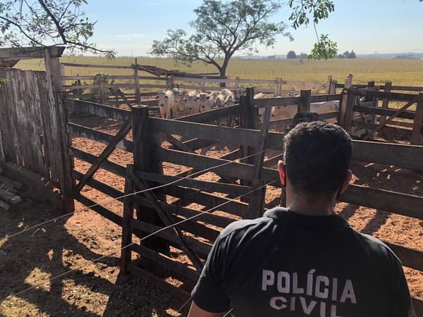 Polícia encontra 46 cabeças de gado furtadas em Pereira Barreto