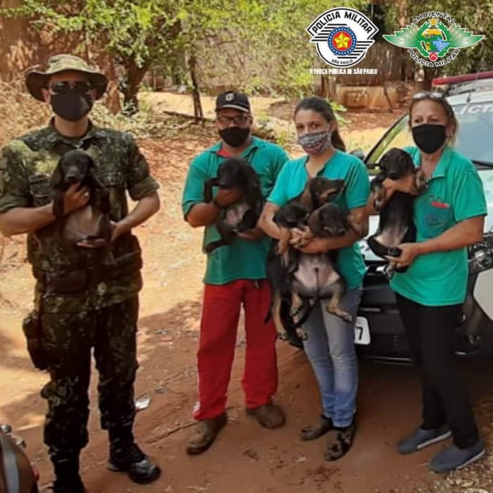 Polícia Ambiental realiza 1ª prisão por maus-tratos de animais na região