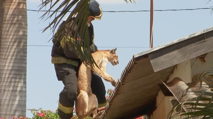 Onça parda é encontrada no telhado de residência em Jales