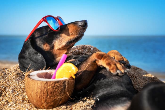 Cuidados com os animais nos períodos de calor