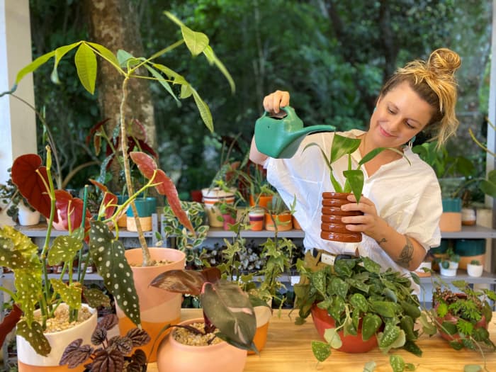 Especialista dá dicas do que fazer ou não na hora de regar plantas
