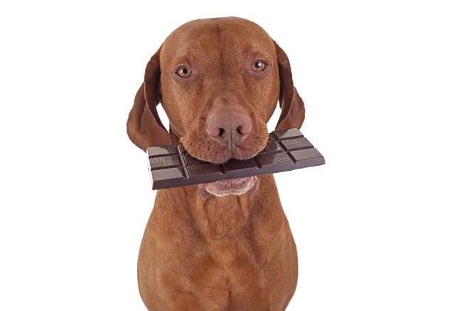 Quais perigos o consumo de chocolate pode trazer para os cães?