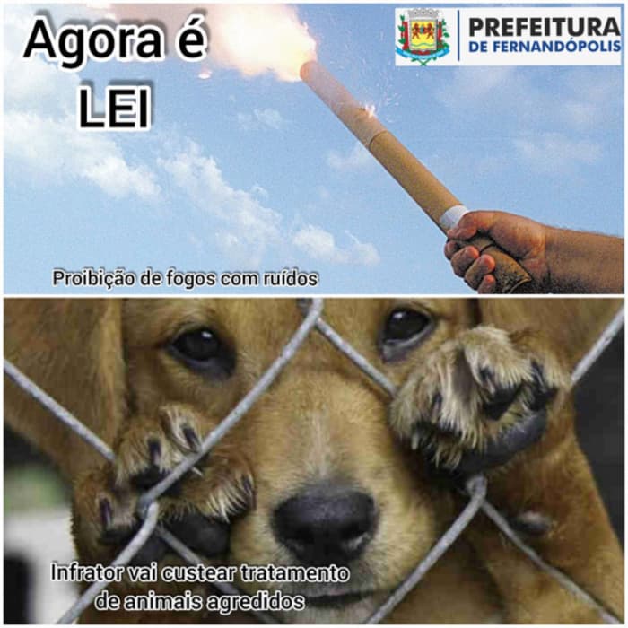 Fernandópolis: prefeito sanciona Leis contra maus tratos de animais e queima de fogos com estampido