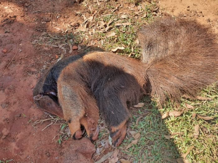 Agricultor é multado em R$ 5 mil por matar tamanduá-bandeira