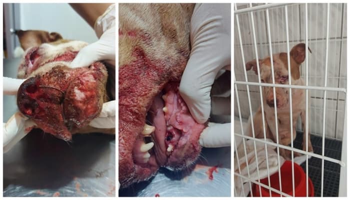 Homem é preso após agredir cachorra de estimação