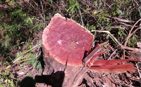 Proprietário é multado em R$ 5.540,00 por destruir vegetação nativa em Santa Rita D'Oeste