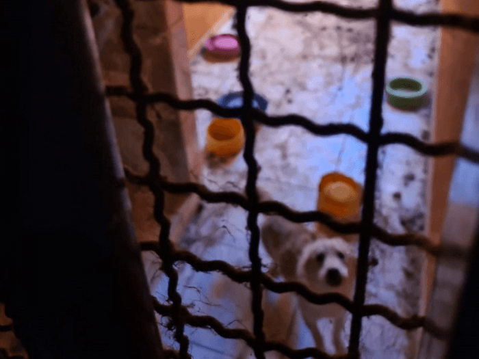 Professor é preso por maus-tratos a animais