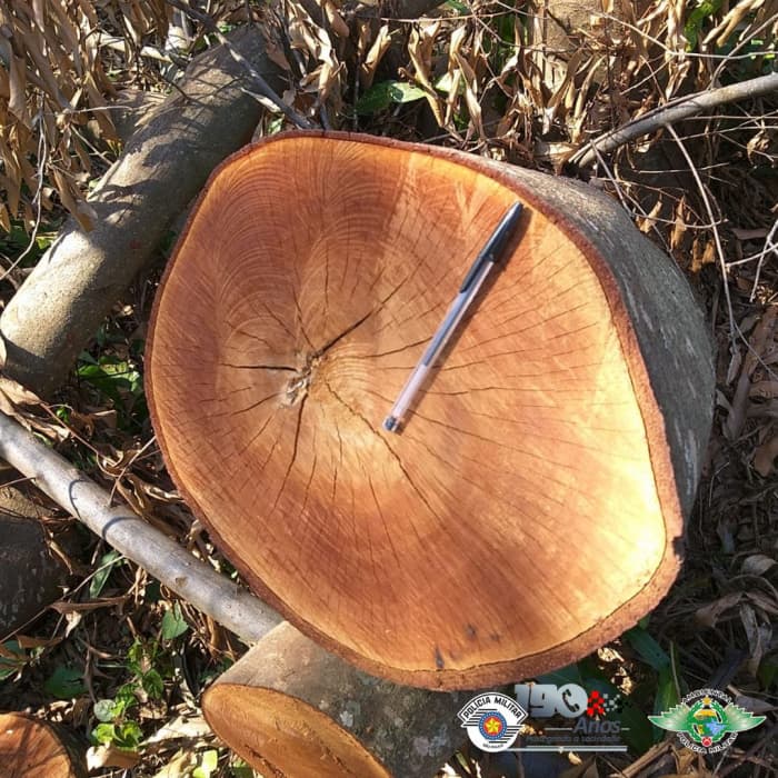 Proprietário é autuado por corte irregular de árvores em Urânia