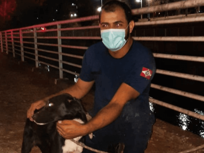 Cadela é resgatada depois de três dias dentro de rio