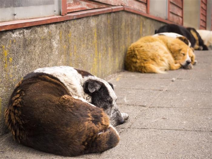 Município realiza atividades em alusão ao Dia Municipal da Proteção Animal e Combate ao Abandono