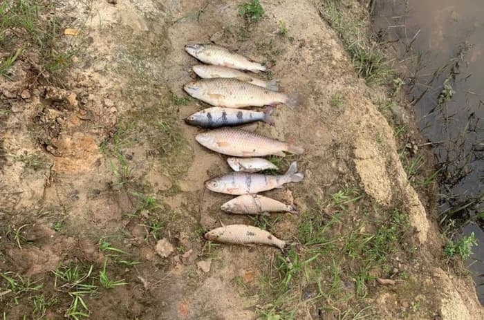 Peixes mortos são encontrados em rio na região pela Polícia Ambiental
