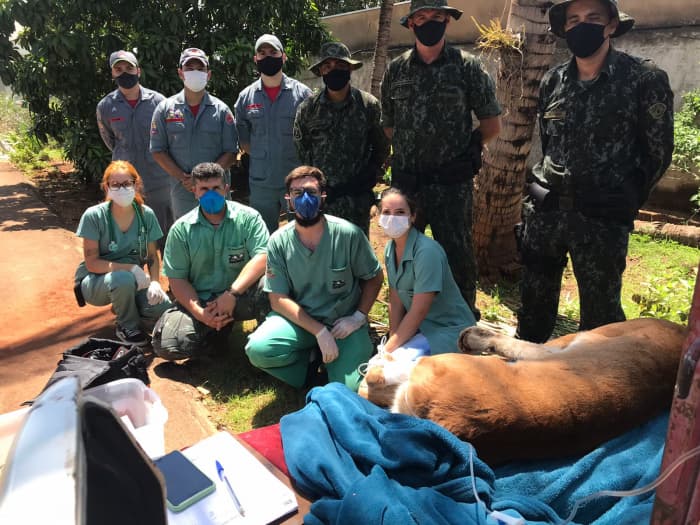 Em Jales, bombeiros capturaram onça-parda que apareceu em quintal de residência