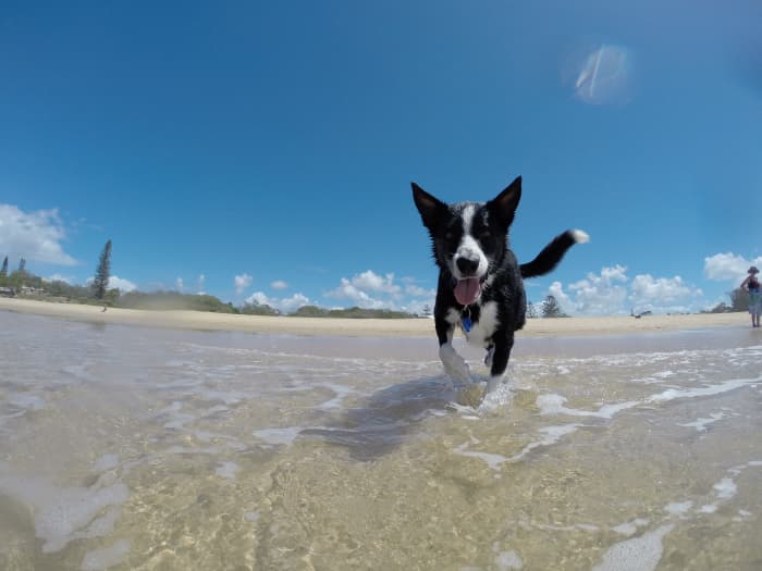 Proteja seu pet: dermatite pode se agravar no calor. Saiba como prevenir e tratar