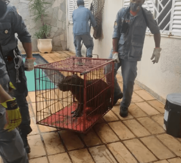 Capivara é regatada de piscina em residência em Fernandópolis