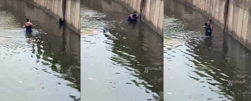 Mulher se arrisca para salvar cachorro de afogamento em Rio Preto