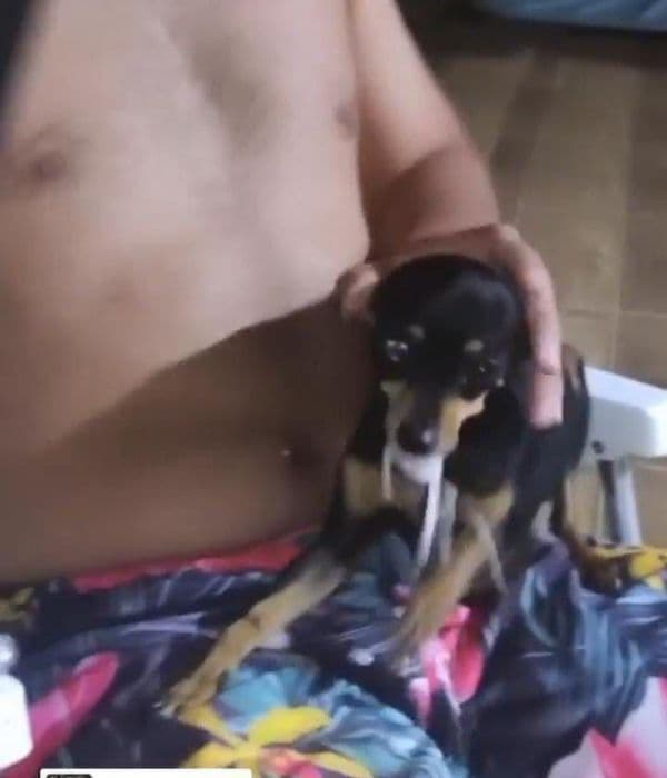 Estudante de veterinária é denunciado por dar bebida alcoólica para cachorro