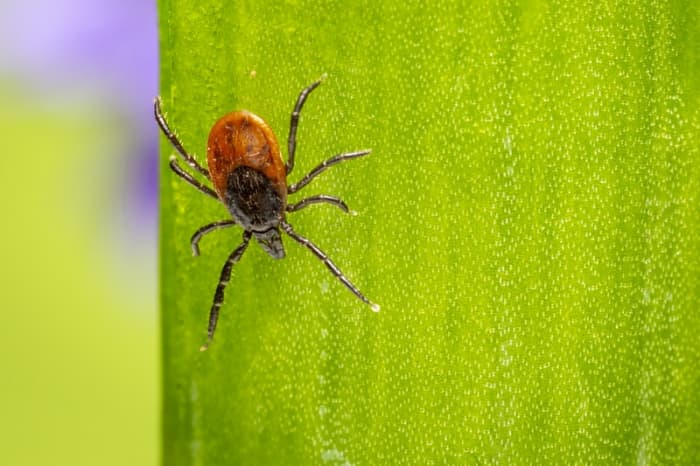 Molécula encontrada em saliva do carrapato pode ajudar a tratar distúrbios da coagulação, presentes em doenças cardiovasculares e câncer, aponta estudo