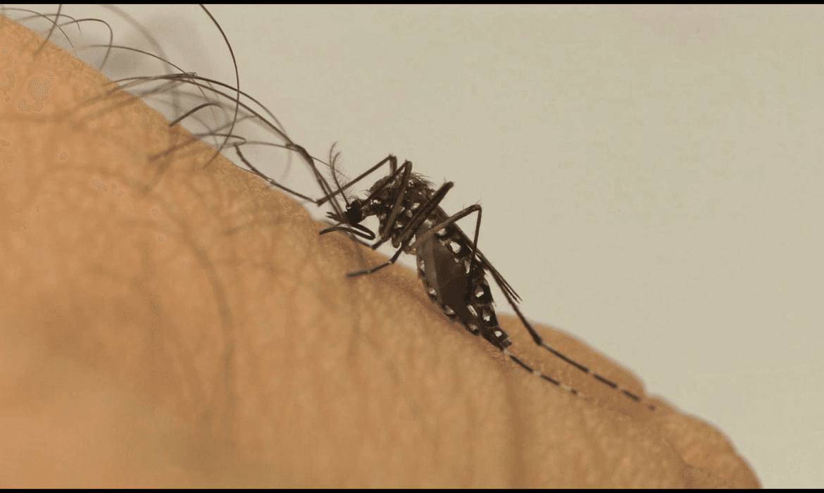 Ministério da Saúde lança a Campanha Nacional de Combate ao Aedes aegypti