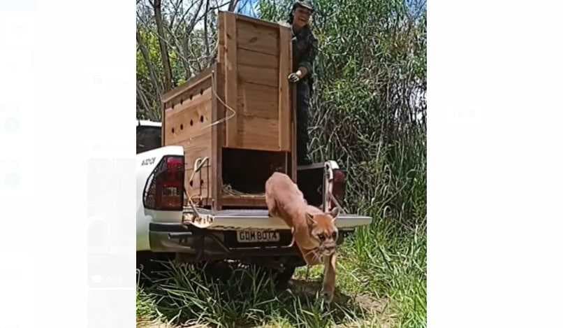 Polícia Ambiental solta onça parda capturada após atropelamento