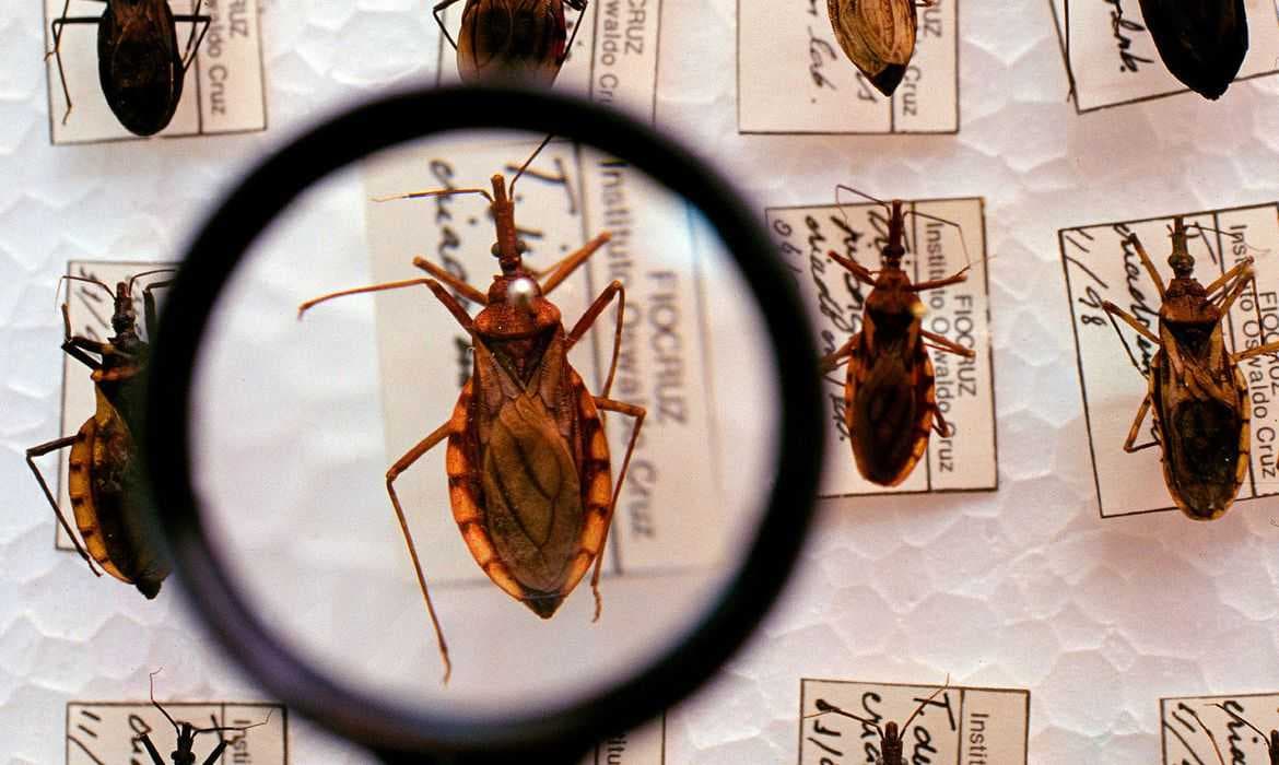 Doença de Chagas: Brasil contabiliza cerca de 4.500 mortes por ano