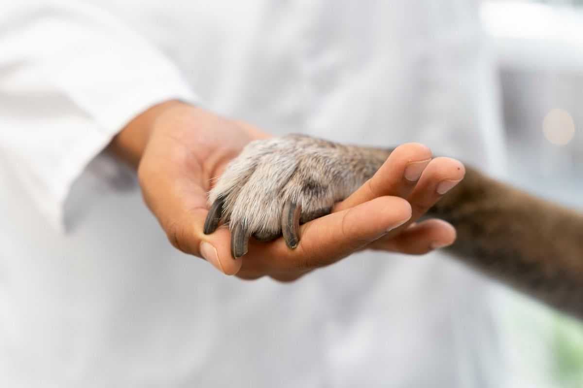 Etec de Jales oferece novo curso técnico em Veterinária, público e gratuito
