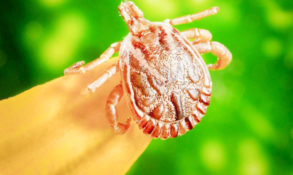 Entenda o que é febre maculosa e quais os sintomas da doença