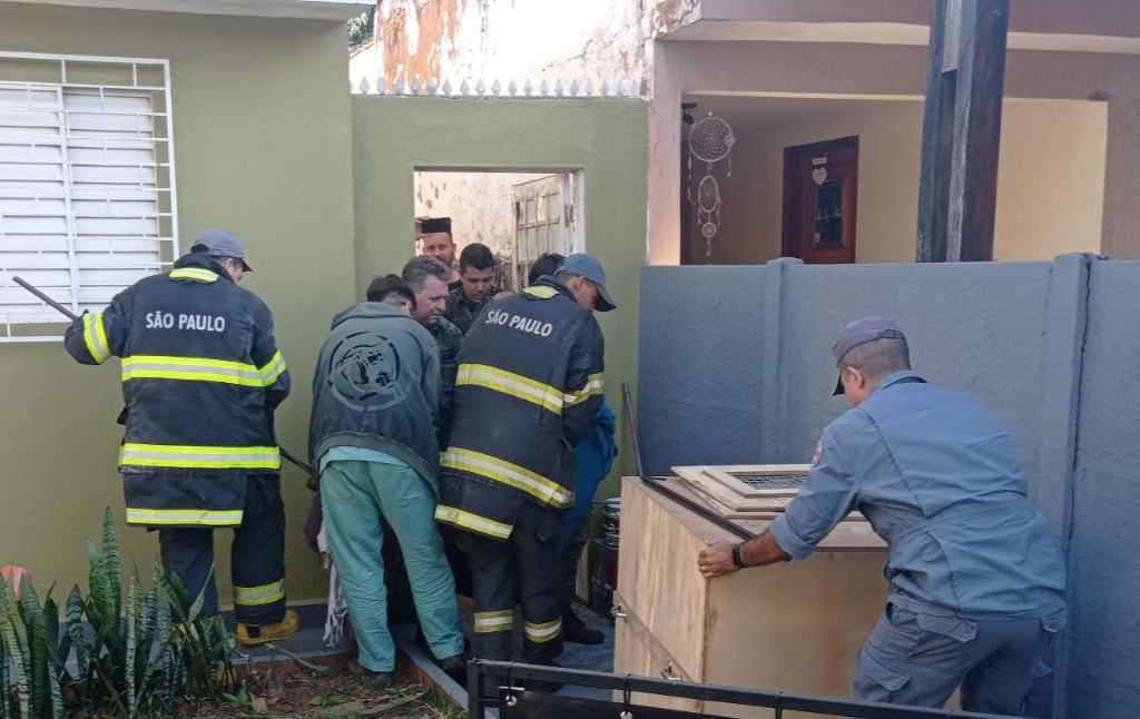 Resgate de onça parda vista andando pelas ruas de Fernandópolis a noite mobiliza bombeiros por várias horas