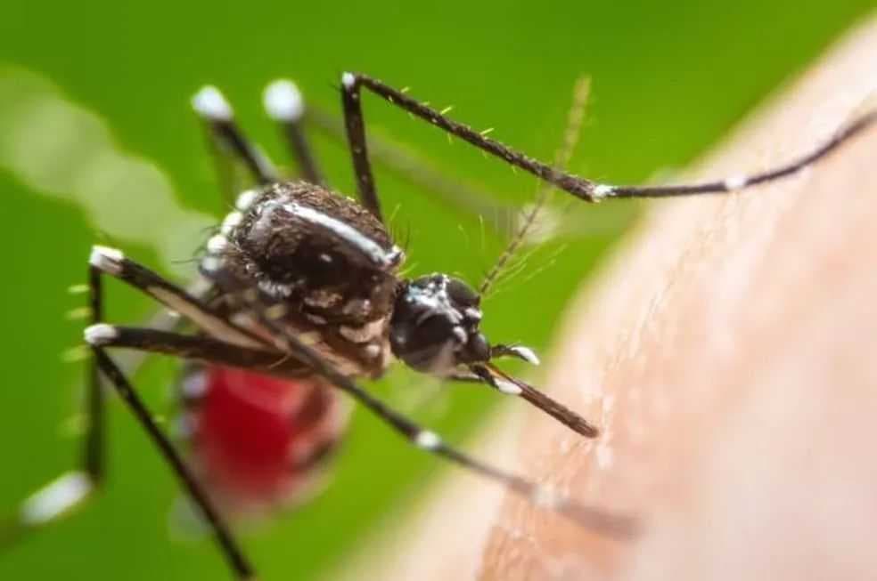 Butantan pede à Anvisa autorização para uso no Brasil de vacina contra Chikungunya