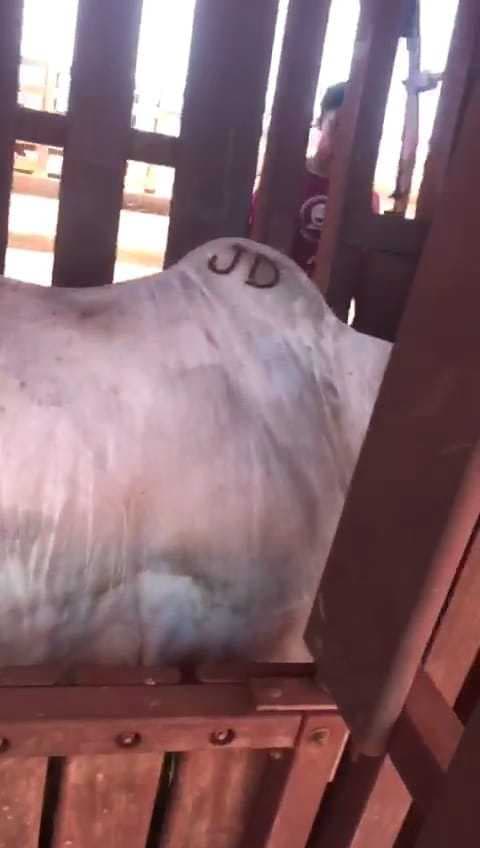 Polícia investiga furto de quase 60 cabeças de gado em propriedade de Suzanápolis