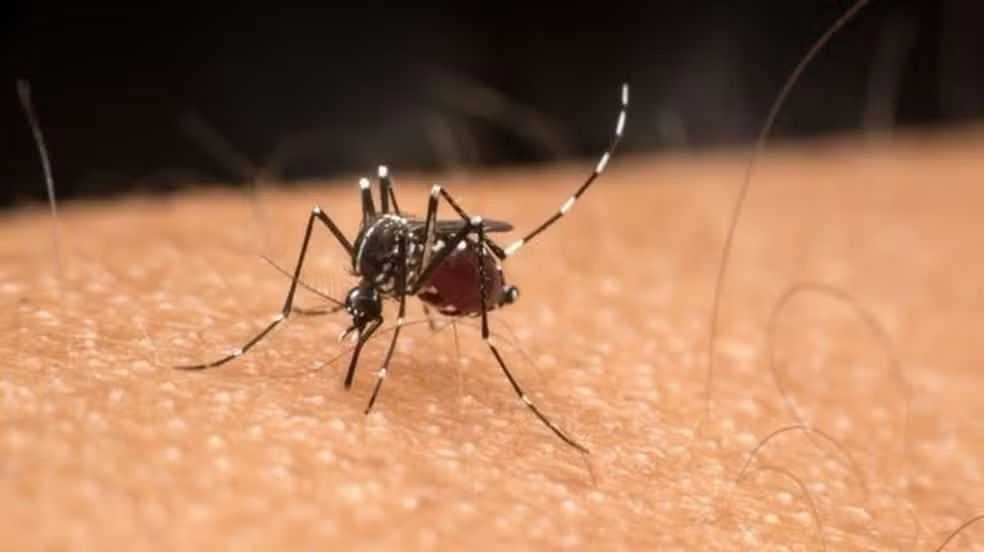 Votuporanga registra dois novos casos de variante da dengue desaparecida há 15 anos na região