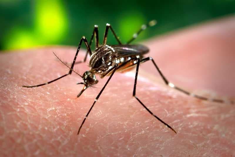 Covid-19: Quem teve dengue tem mais chances de ter sintomas?