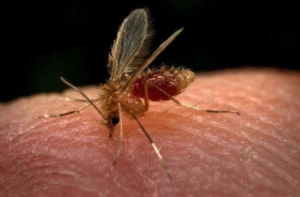 Região de Araçatuba registra mais da metade das mortes por leishmaniose em humanos confirmadas no estado de SP
