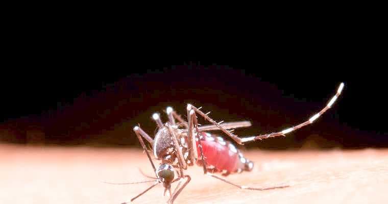 Dengue: tendência é de redução de casos no país, apontam dados do Ministério da Saúde