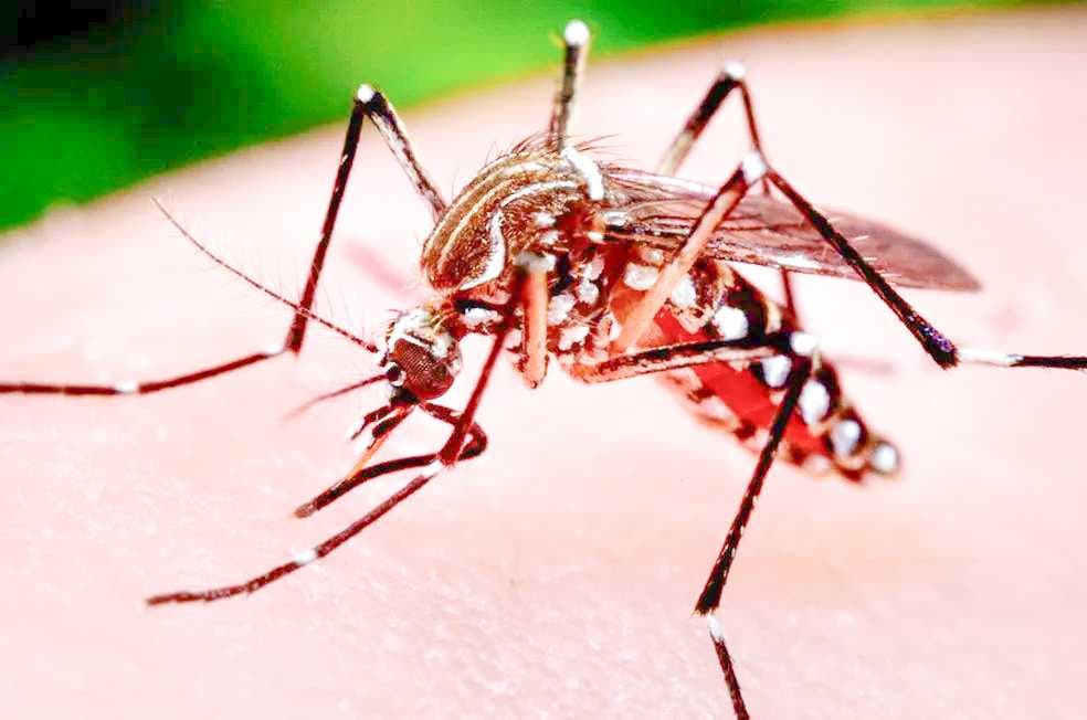 Votuporanga e outras cidades confirmam novas mortes por dengue na região