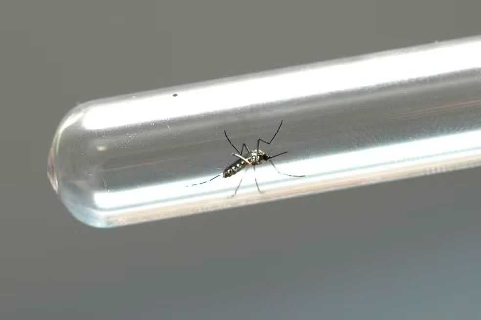 Região noroeste já teve mais de 80 mortes por dengue só em 2024