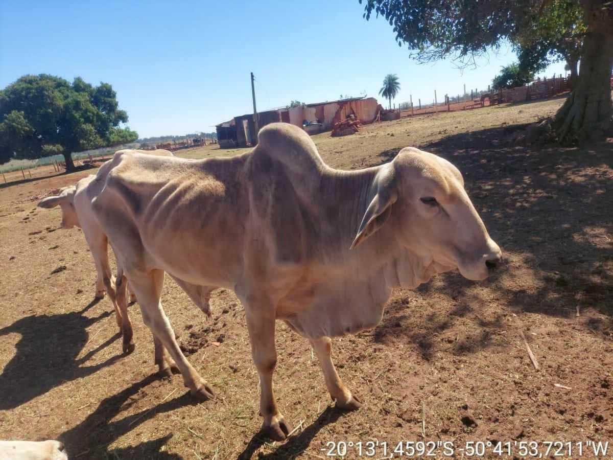 Homem é multado em R$ 75 mil após morte de boi encontrado sem alimento e sem água em propriedade rural