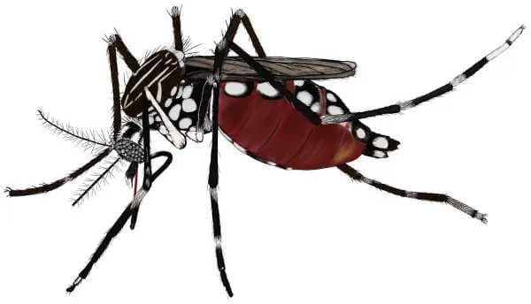Dengue: região de Jales continua com a maior incidência de casos de SP