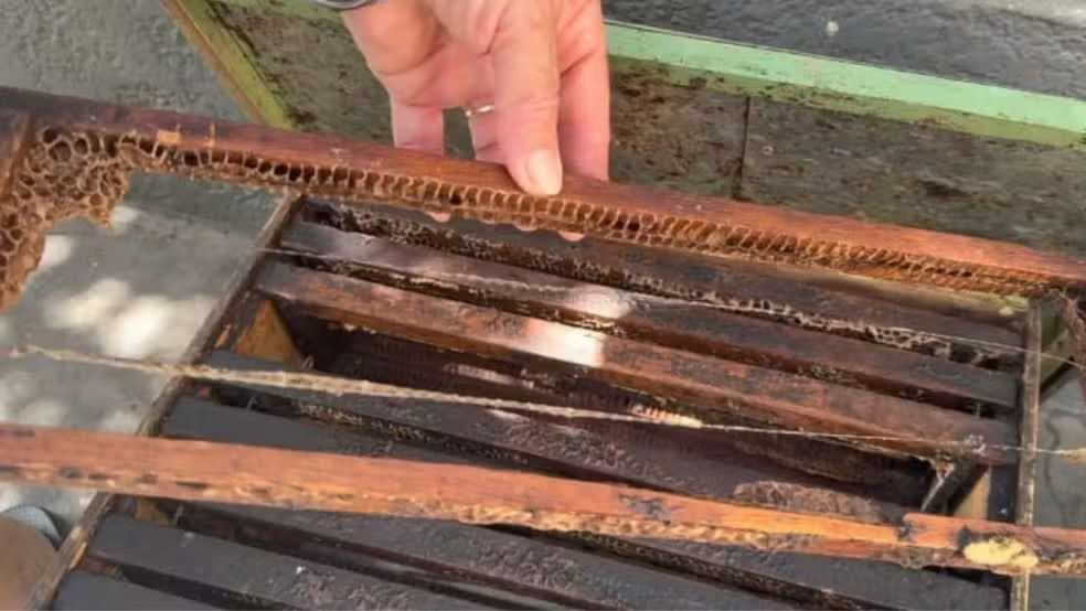 Apicultor sofre prejuízo de mais de R$ 3 mil após ter abelhas e cerca de 70 litros de mel furtados