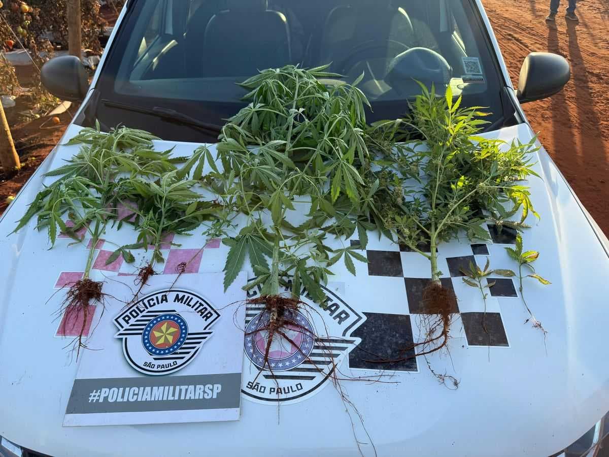 Polícia Militar encontra plantação de maconha em meio a lavoura de tomates em Urânia