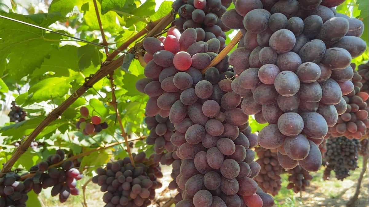Sebrae realiza Dia de Campo em Urânia com foco em turismo rural e vendas para o governo