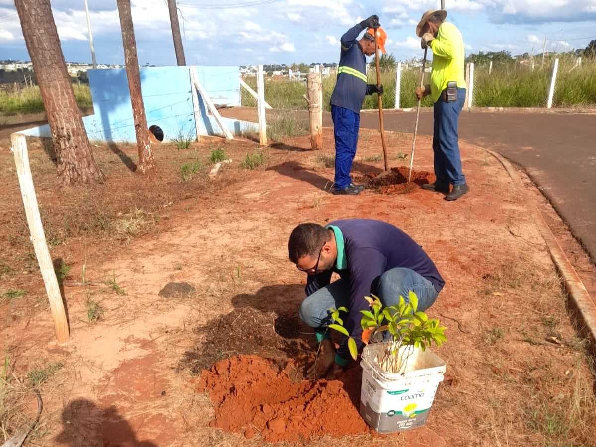 Jales: Disque-Árvore ultrapassa 100 mudas plantadas em diversos bairros da cidade
